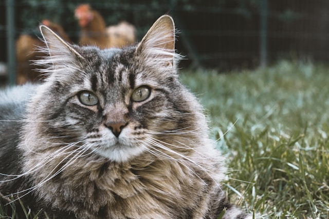 les-10-plus-belles-races-de-chats-poil-long